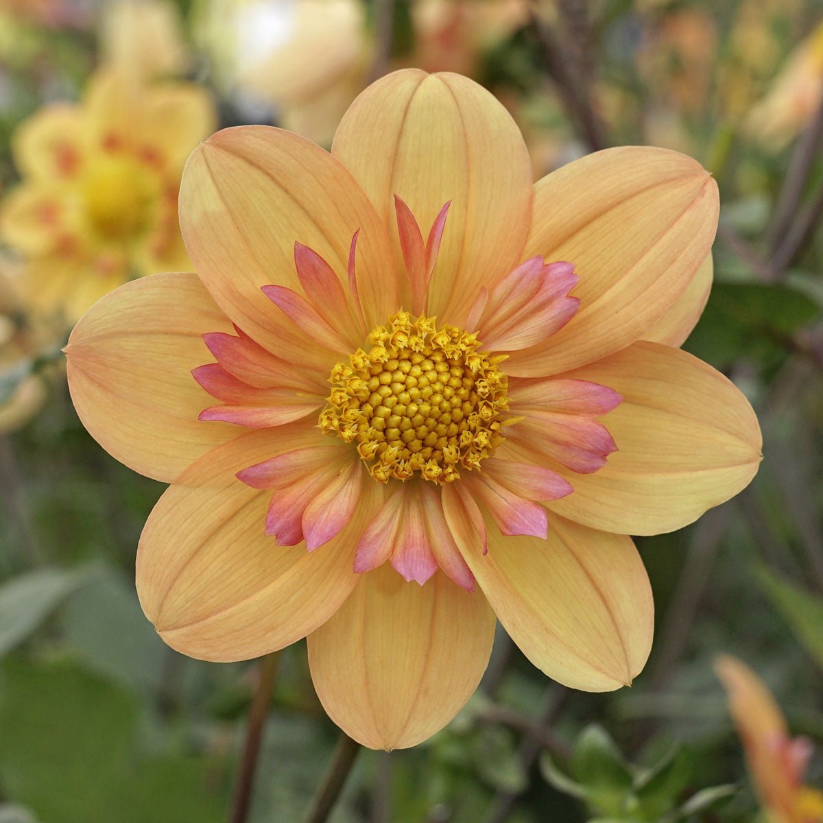 Dahlia Kelsey Annie Joy - meerkleurige dahlia - Fluwel