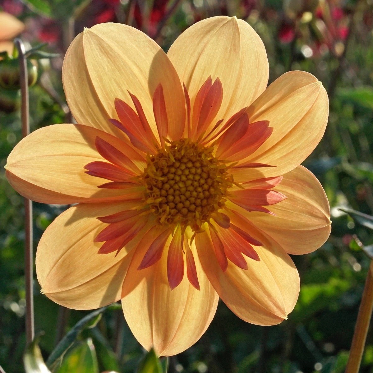 Dahlia Kelsey Annie Joy - meerkleurige dahlia - Fluwel