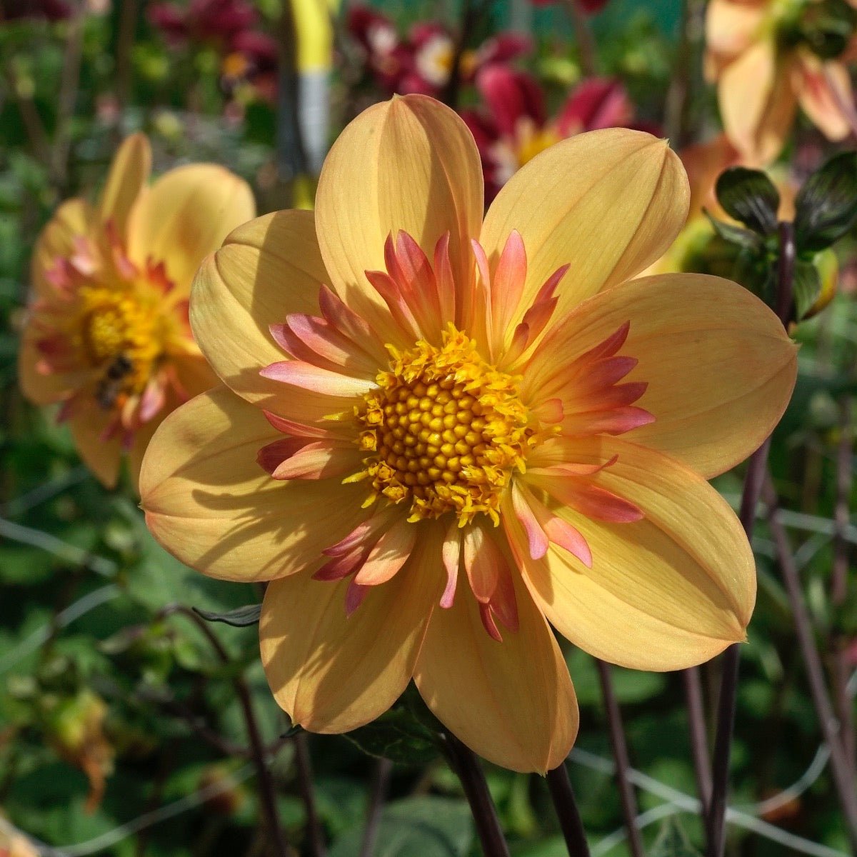 Dahlia Kelsey Annie Joy - meerkleurige dahlia - Fluwel