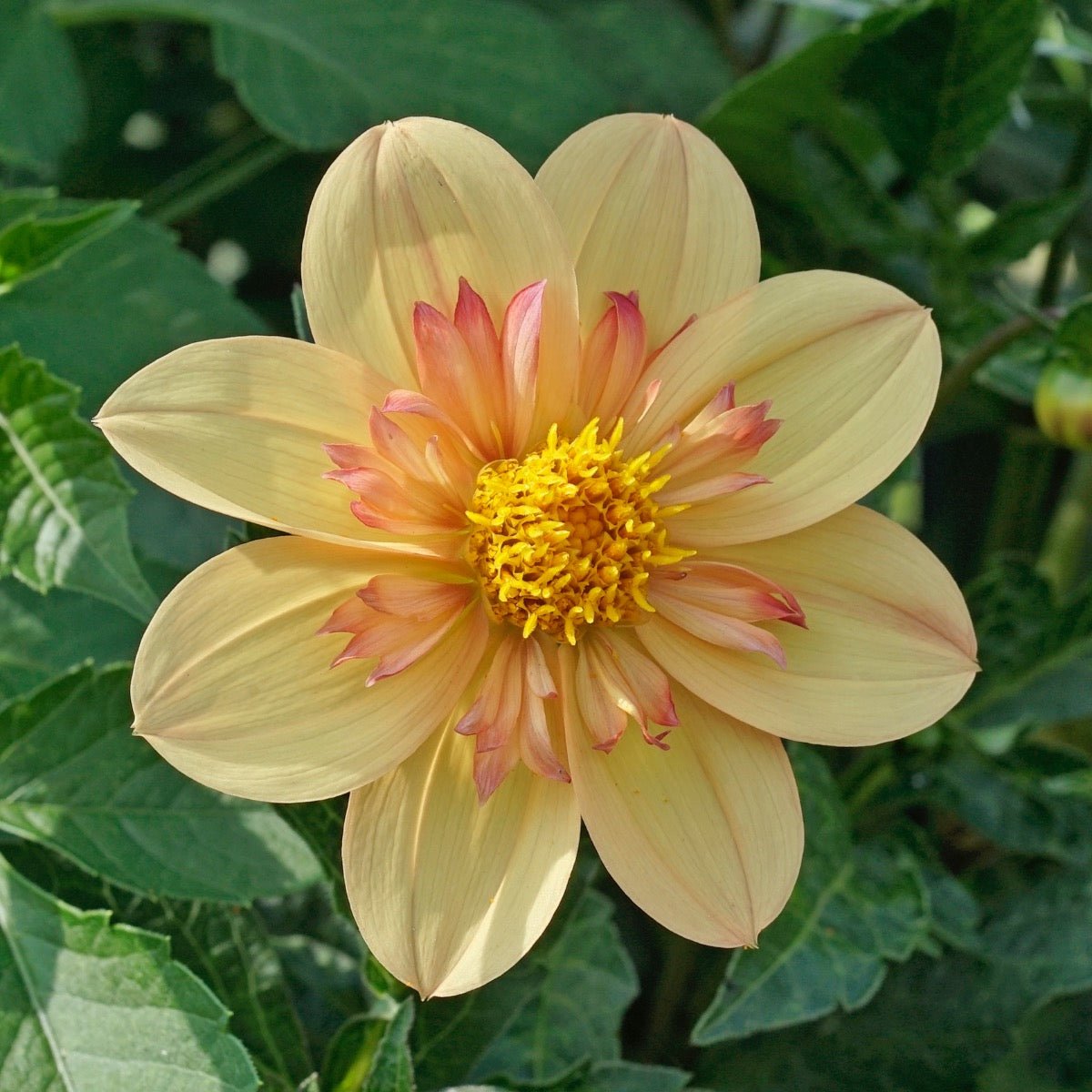 Dahlia Kelsey Annie Joy - meerkleurige dahlia - Fluwel