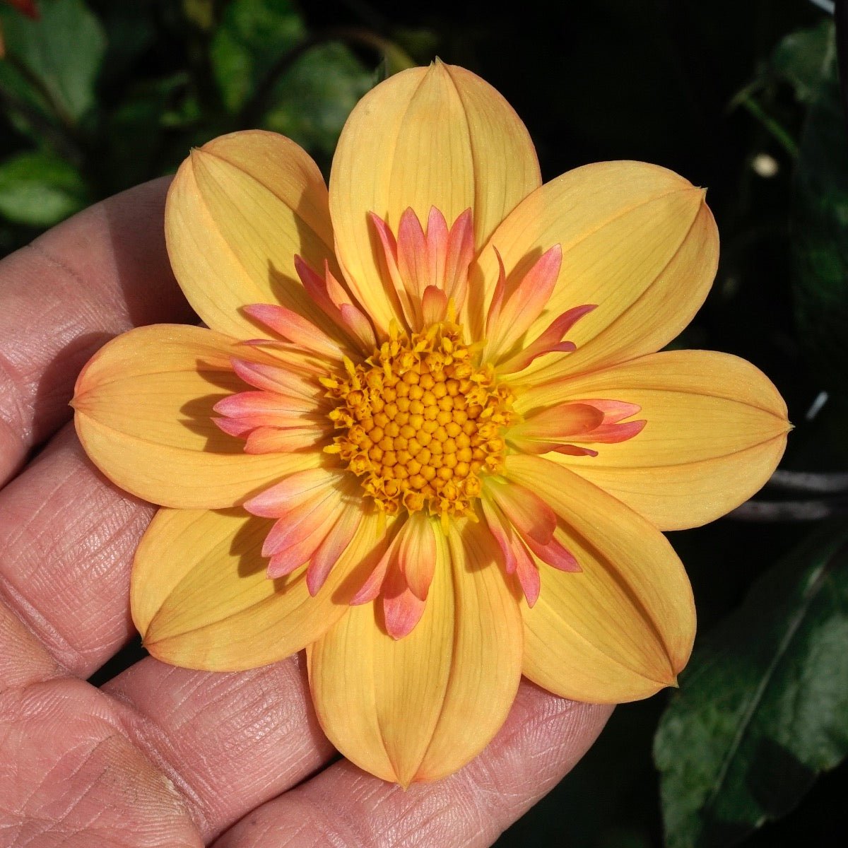 Dahlia Kelsey Annie Joy - Dahlias - Fluwel