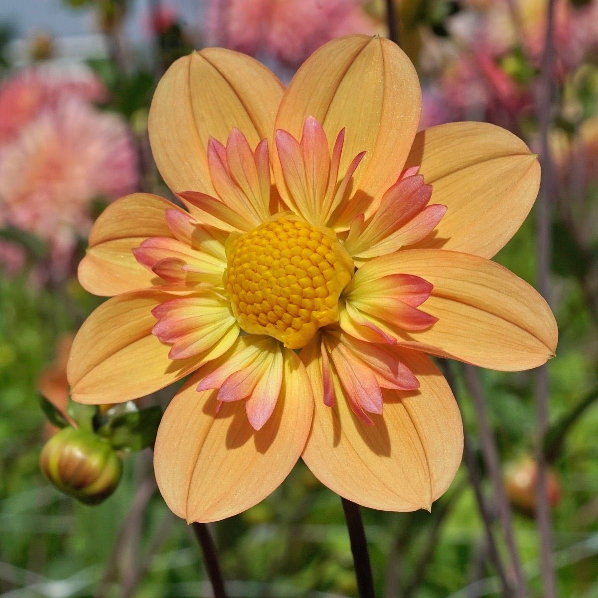 Dahlia Kelsey Annie Joy - Dahlias - Fluwel