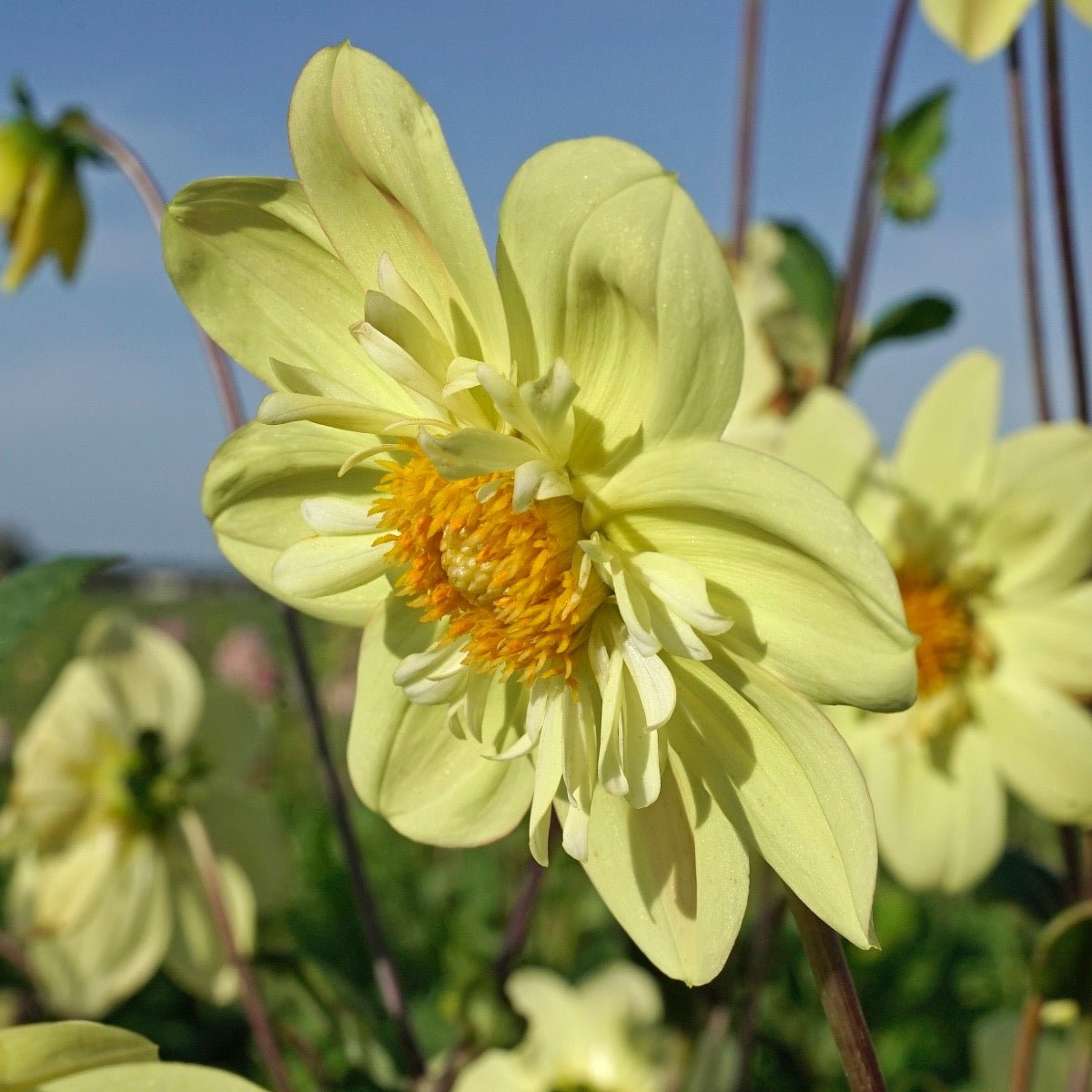 Dahlia Kelsey Sunshine - Dahlias - Fluwel