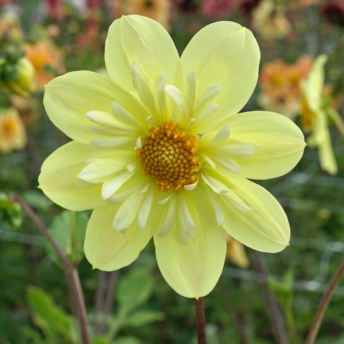 Dahlia Kelsey Sunshine - gele dahlia - Fluwel
