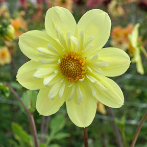 Dahlia Kelsey Sunshine - Dahlias - Fluwel