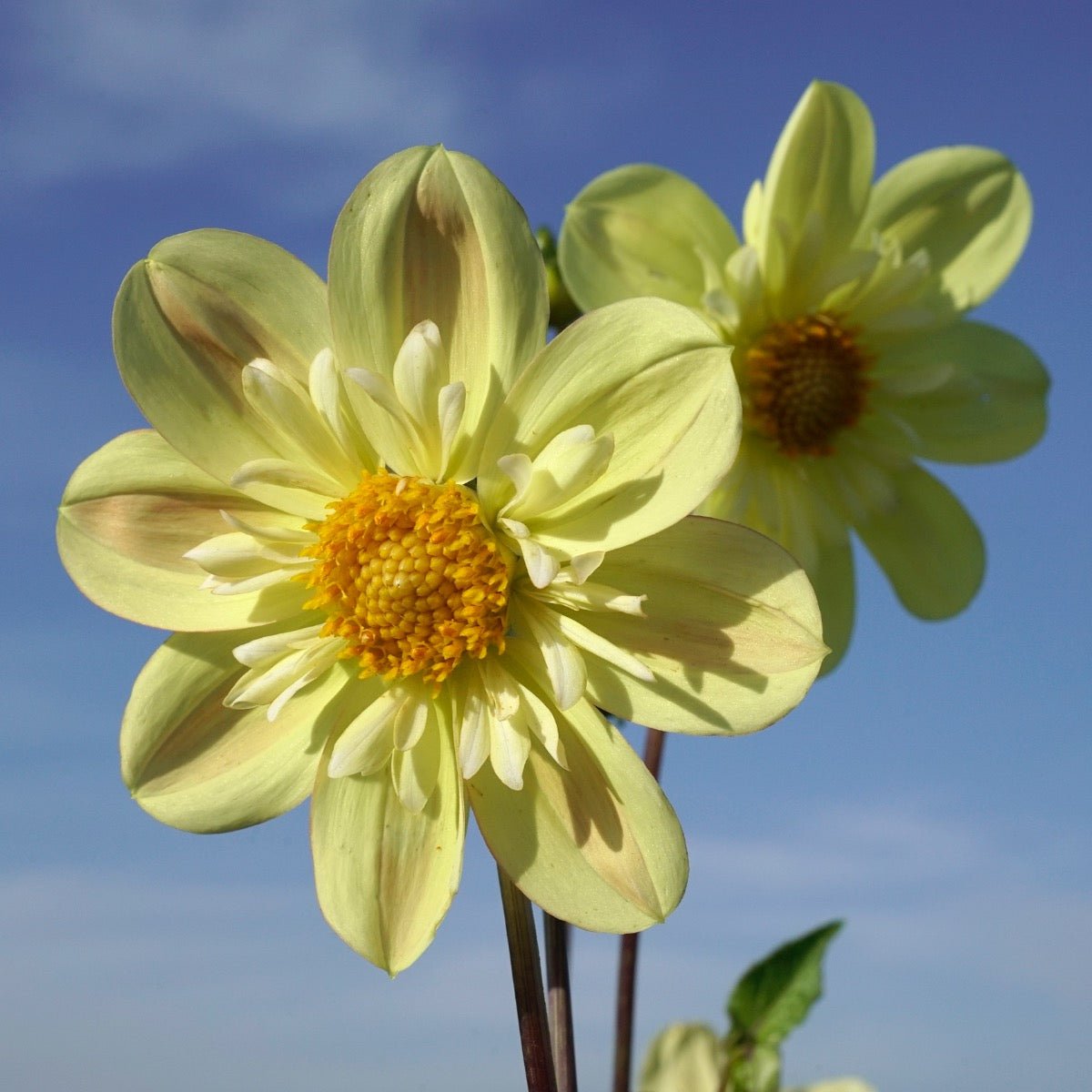 Dahlia Kelsey Sunshine - Dahlias - Fluwel