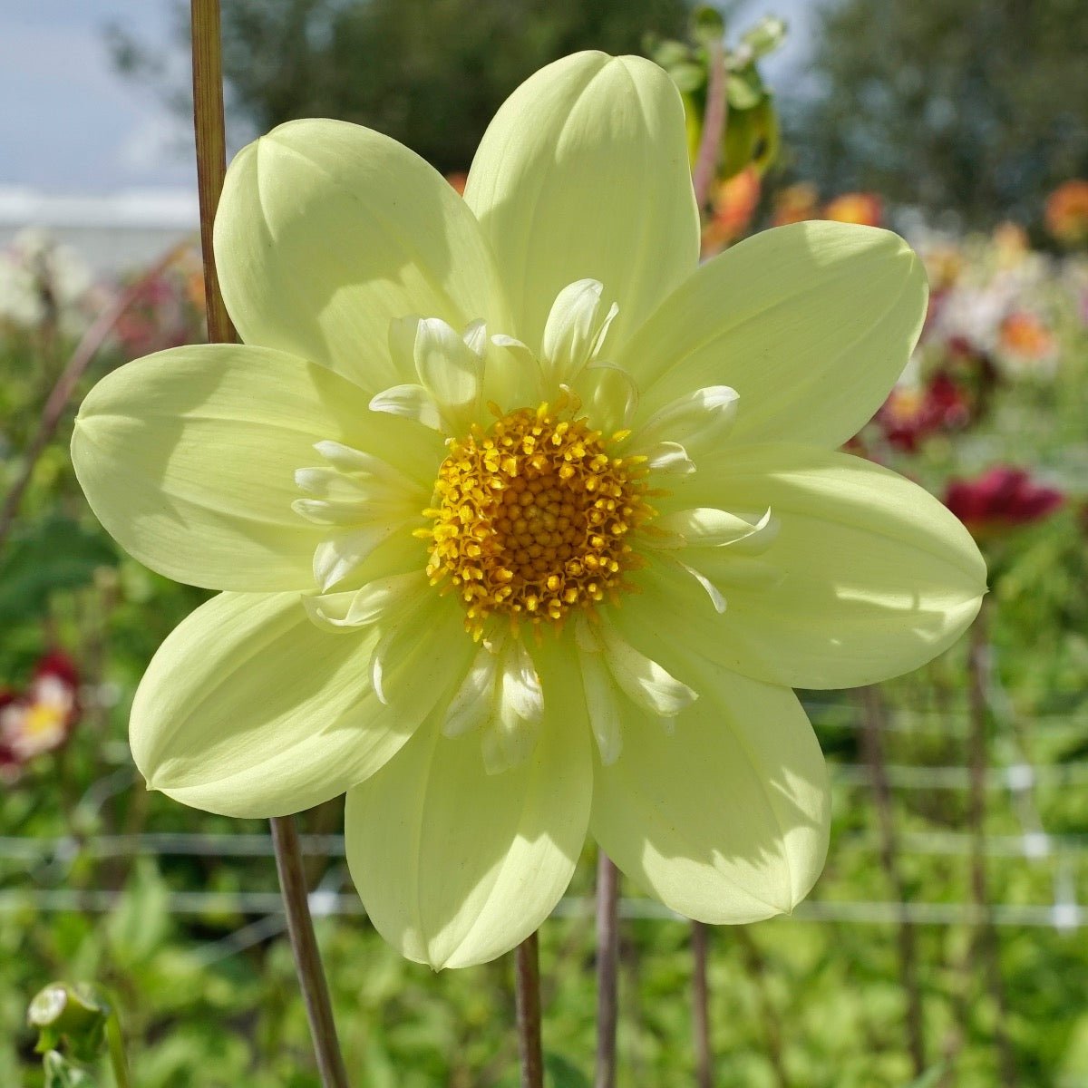 Dahlia Kelsey Sunshine - gele dahlia - Fluwel