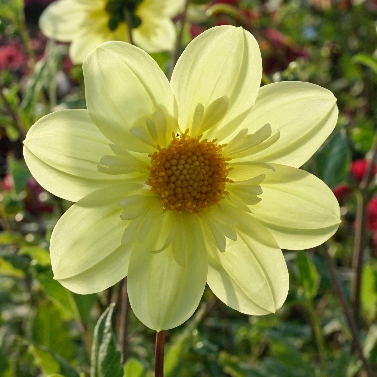 Dahlia Kelsey Sunshine - gele dahlia - Fluwel