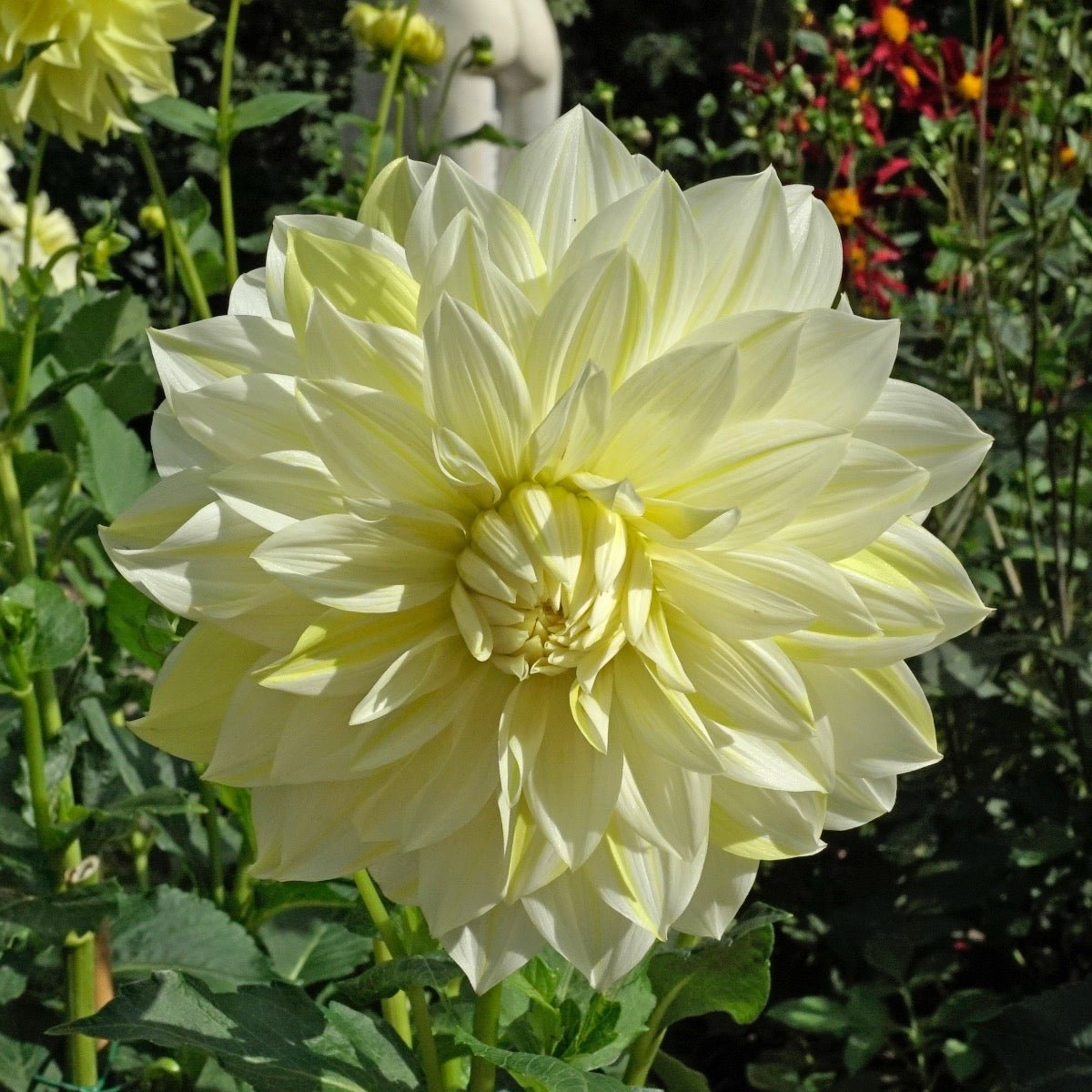 Dahlia La Luna - gele dahlia - Fluwel