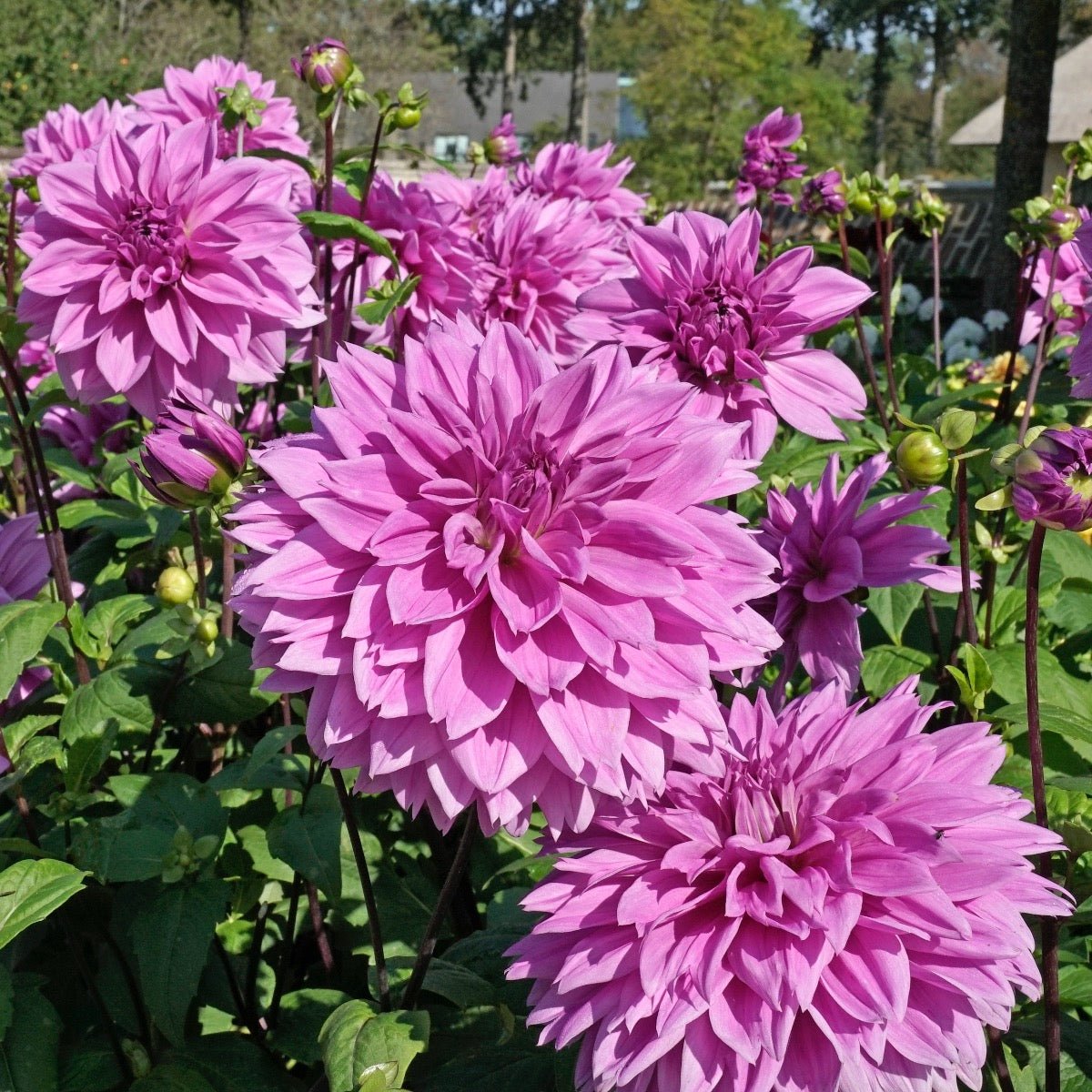 Dahlia Lilac Time - Dahlias - Fluwel