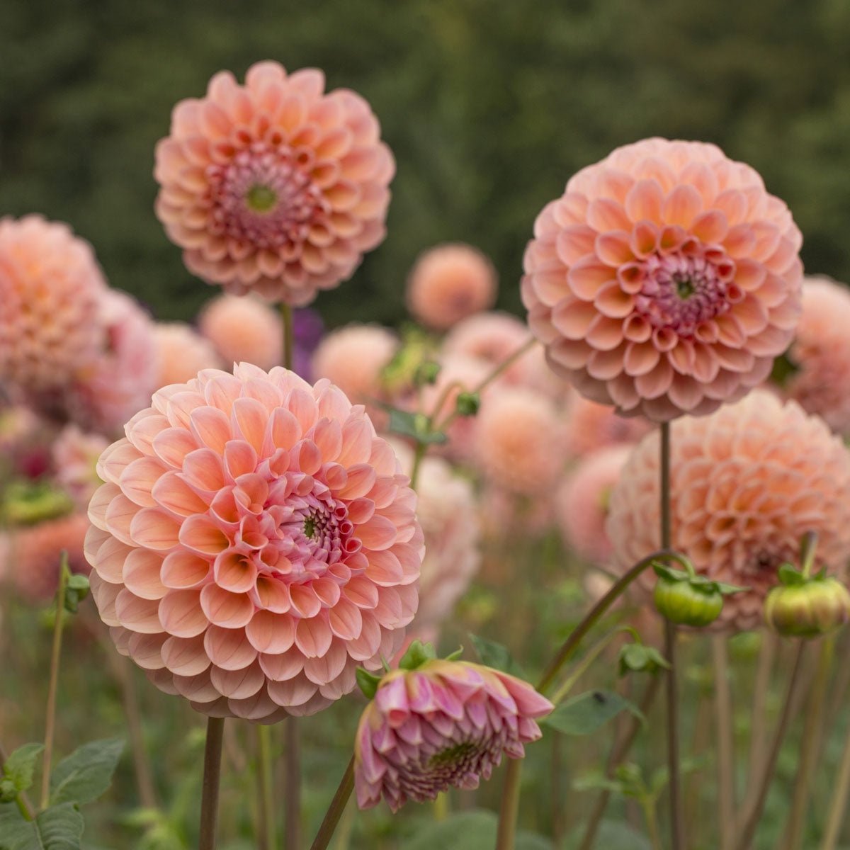 Dahlia Linda's Baby - Dahlias - Fluwel