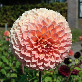 Dahlia Linda's Baby - Dahlias - Fluwel