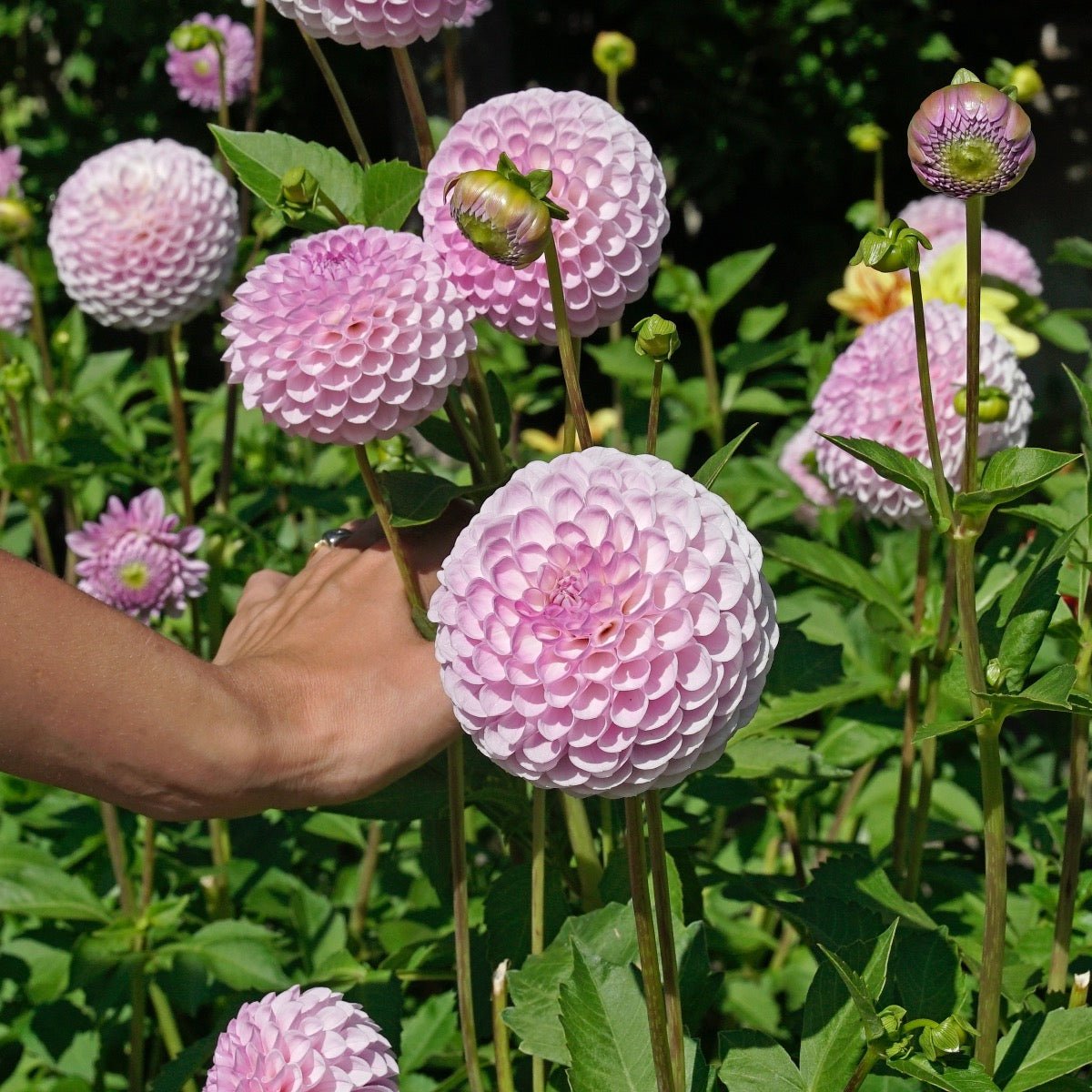Dahlia Megan Dean - Dahlias - Fluwel