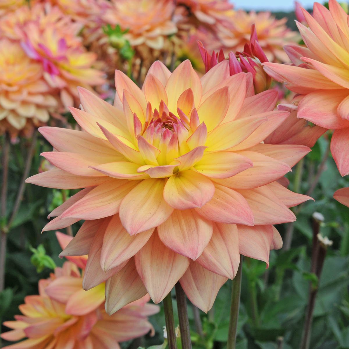 Dahlia Melody Dora - meerkleurige dahlia - Fluwel