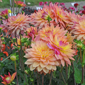 Dahlia Melody Dora - Dahlias - Fluwel