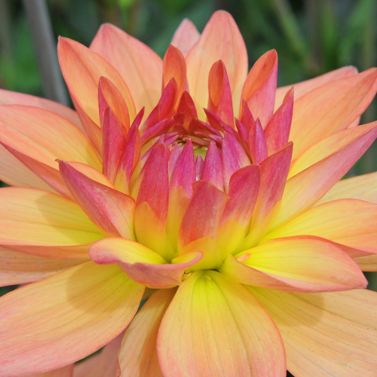 Dahlia Melody Dora - meerkleurige dahlia - Fluwel