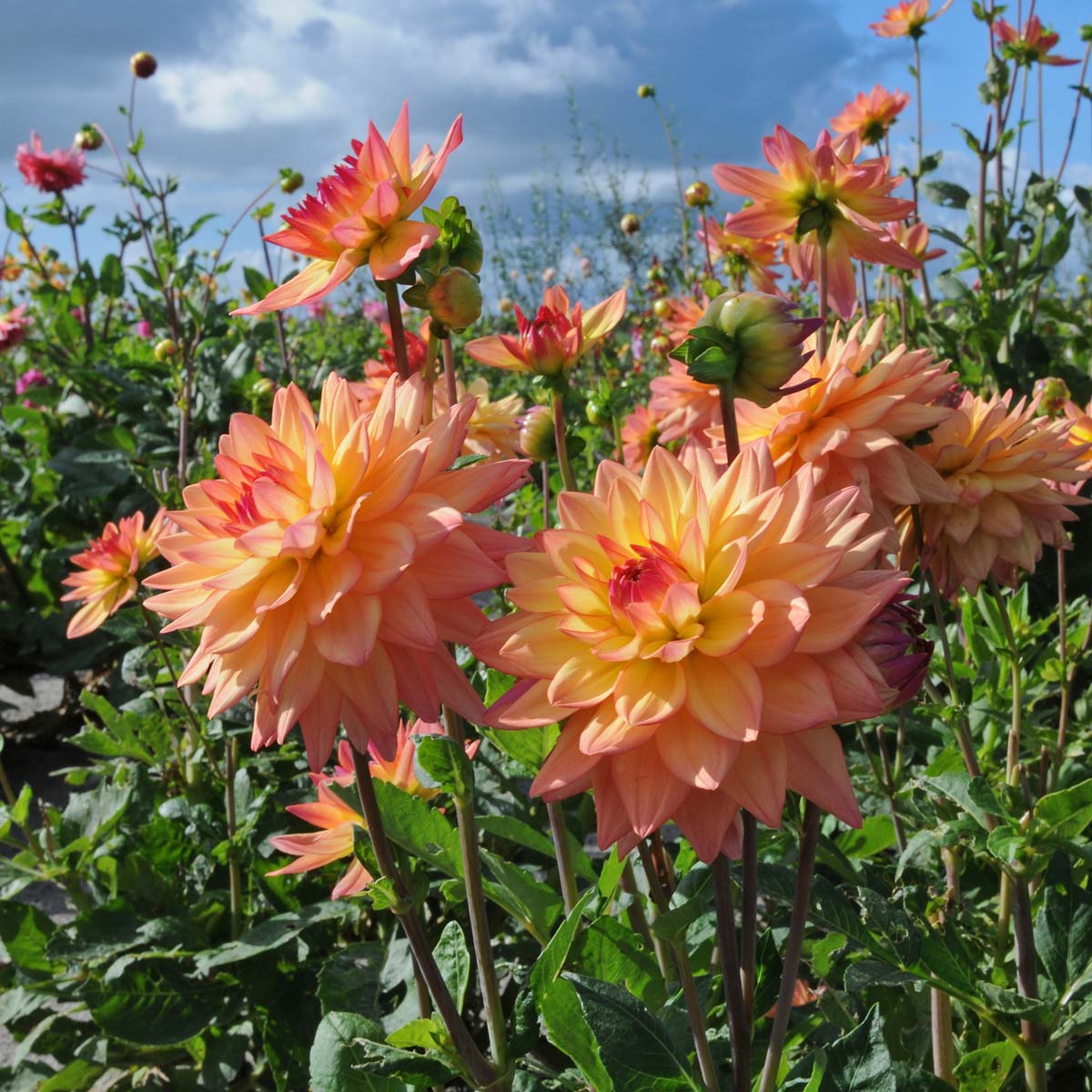 Dahlia Melody Dora - meerkleurige dahlia - Fluwel