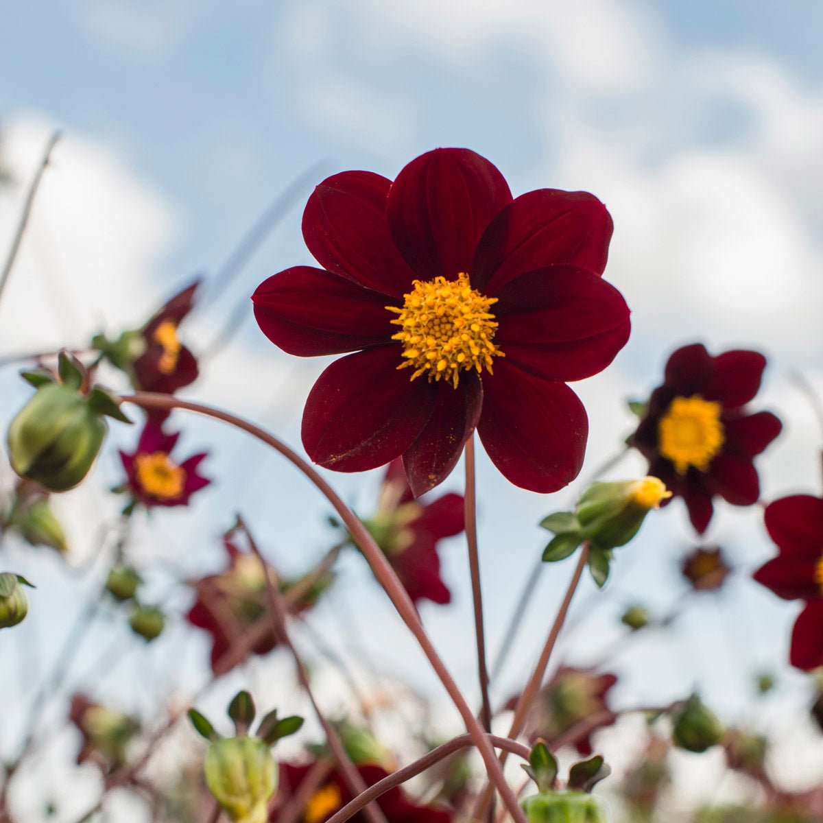 Dahlia Mexican Star - rode dahlia - Fluwel