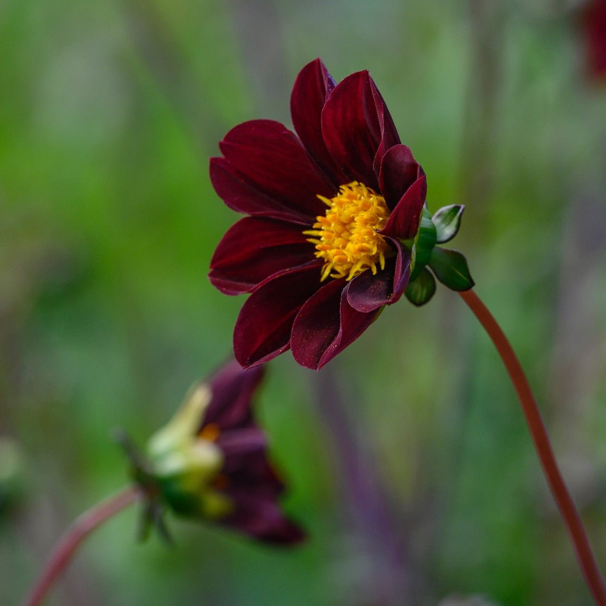 Dahlia Mexican Star - rode dahlia - Fluwel