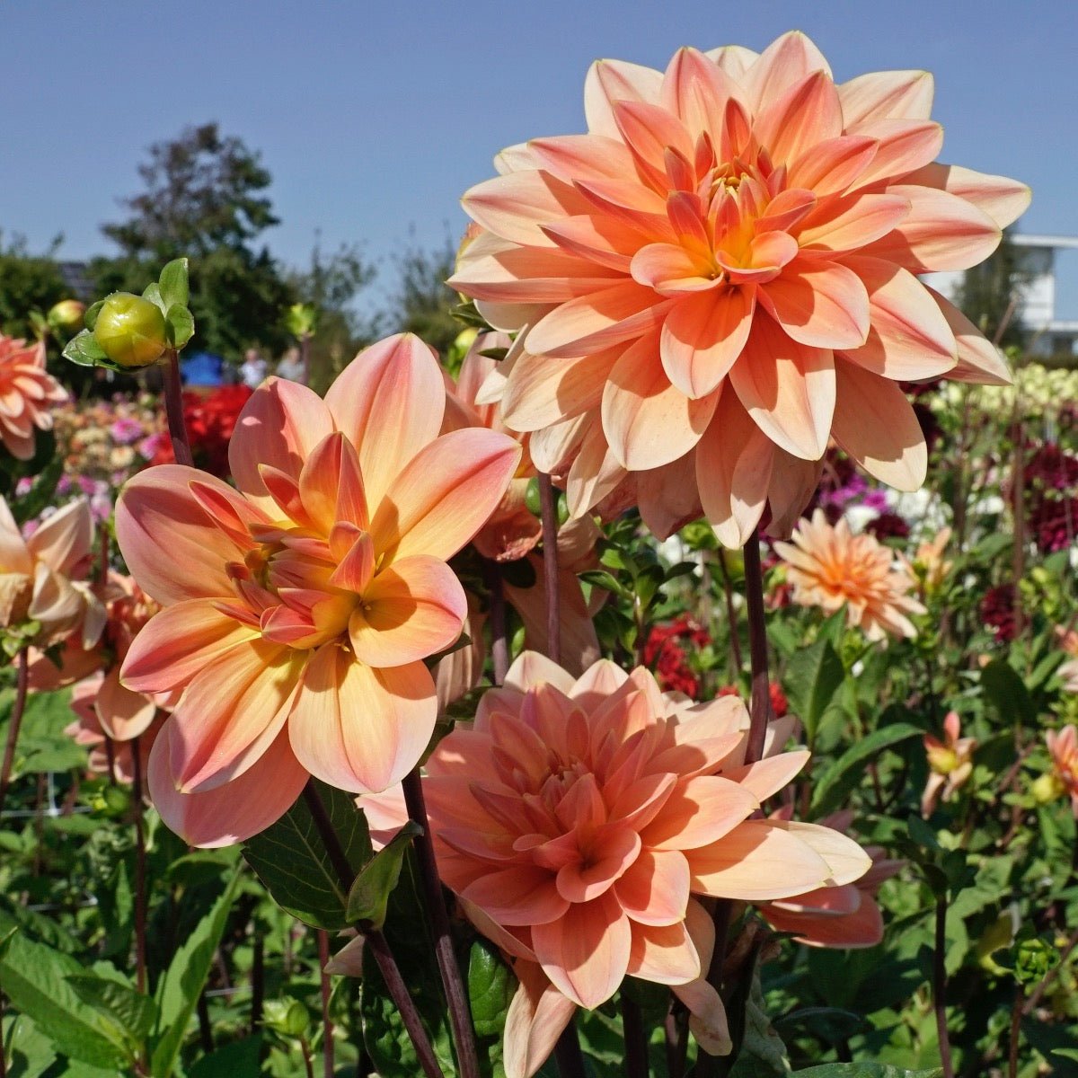 Dahlia Mister Frans - roze dahlia - Fluwel