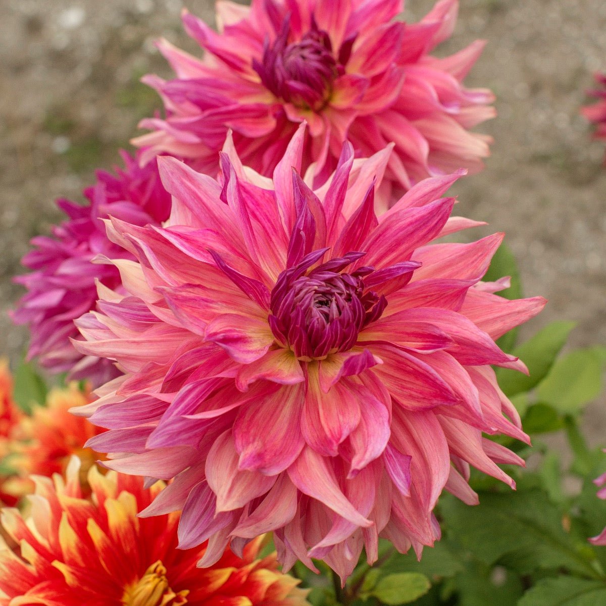 Dahlia Penhill Dark Monarch - roze dahlia - Fluwel
