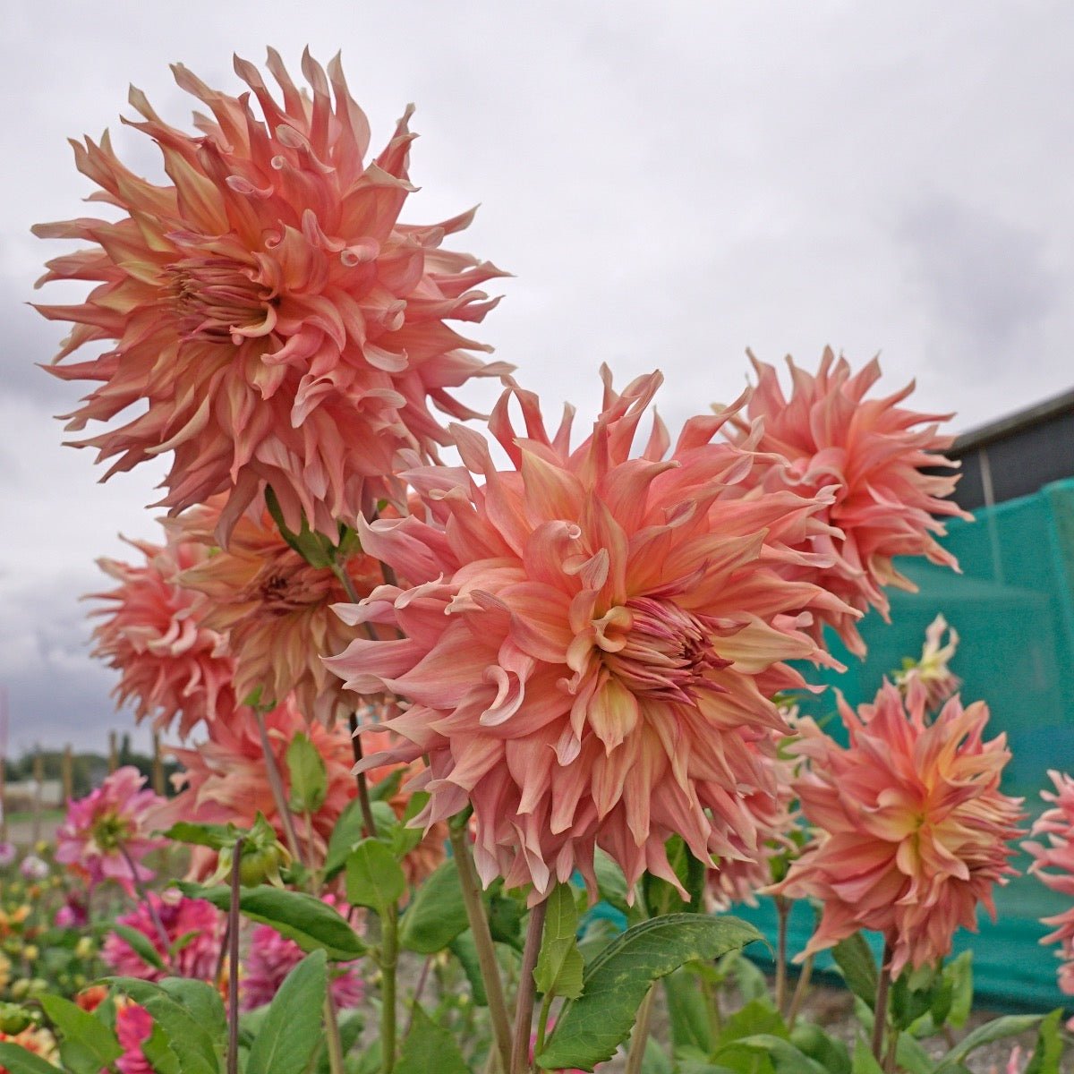 Dahlia Penhill Watermelon - Dahlias - Fluwel
