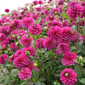 Dahlia Purple Fox - Dahlias - Fluwel