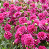 Dahlia Purple Fox - Dahlias - Fluwel