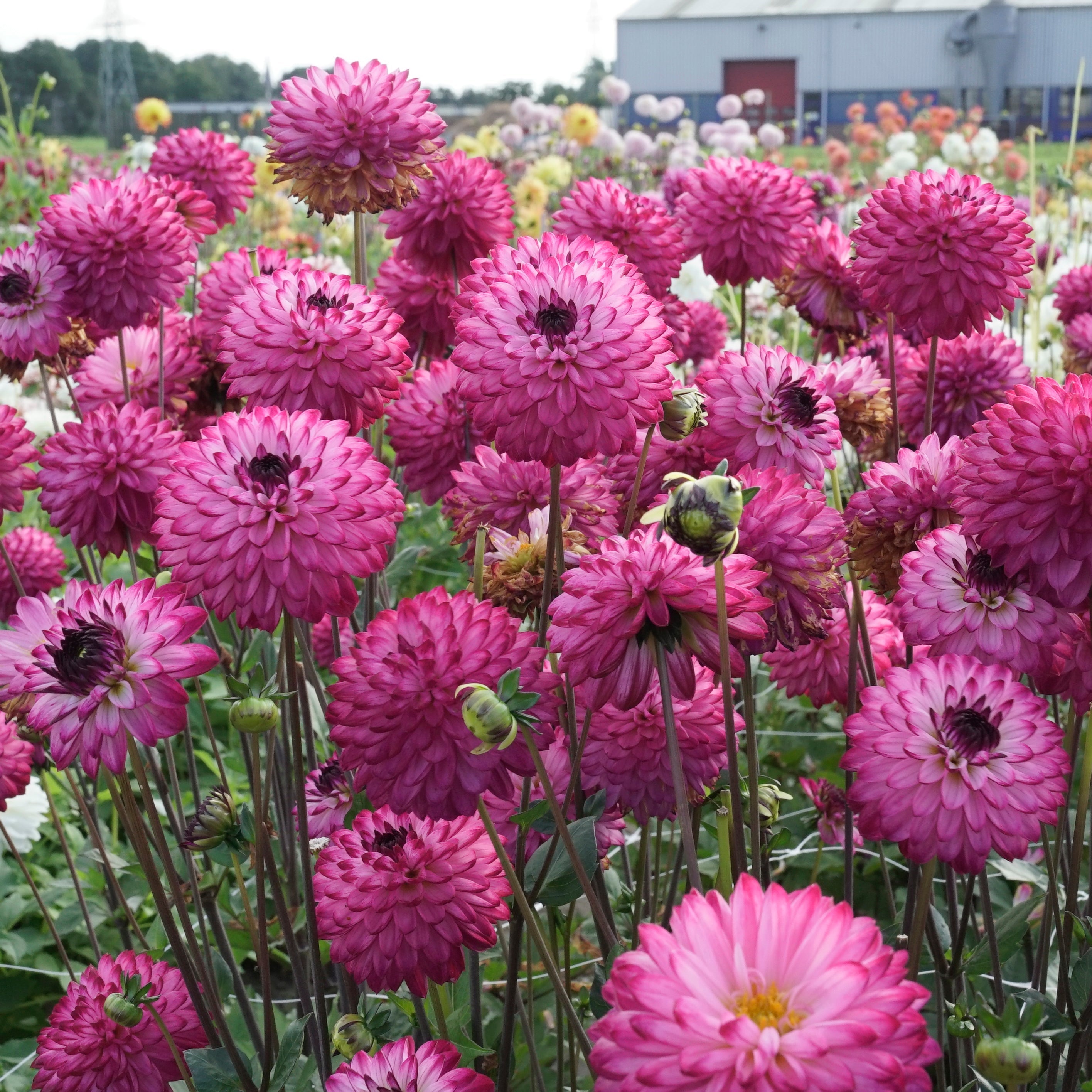 Dahlia Romantica - lila dahlia - Fluwel