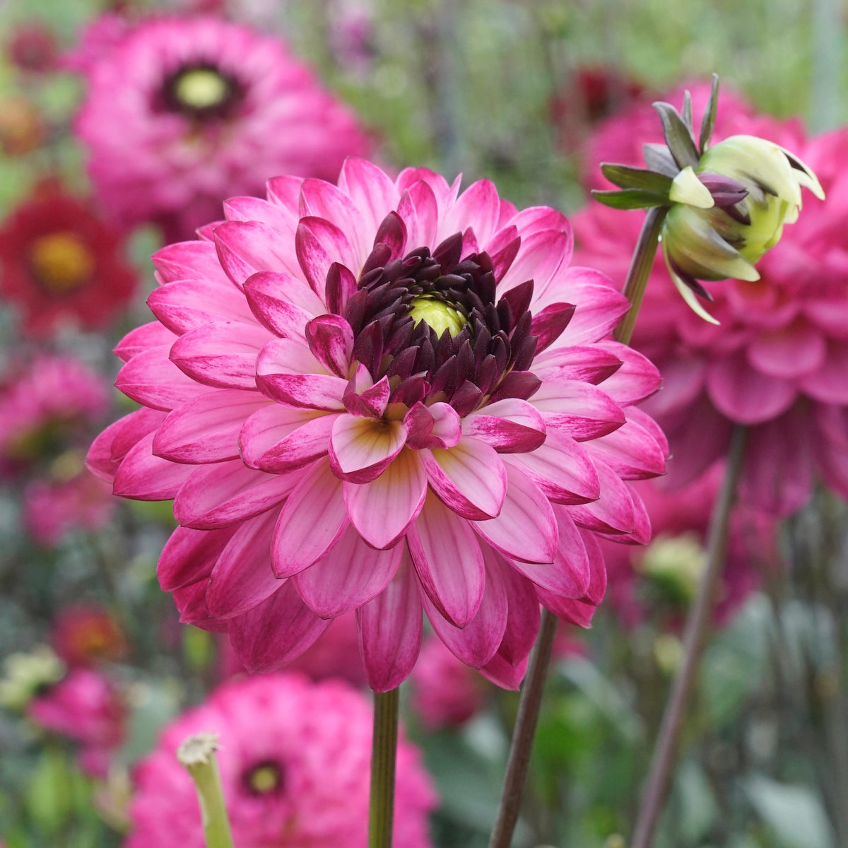 Dahlia Romantica - lila dahlia - Fluwel