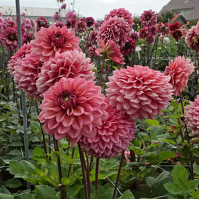 Dahlia Salmon Runner - Dahlias - Fluwel