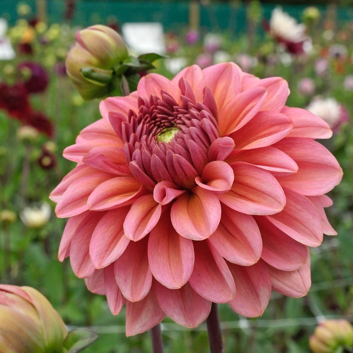 Dahlia Salmon Runner - roze dahlia - Fluwel