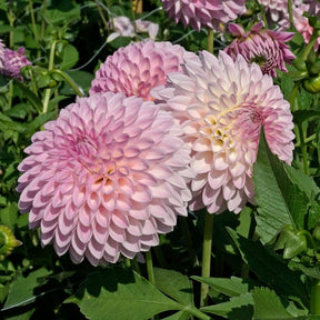 Dahlia Sefton Silvertop - Dahlias - Fluwel