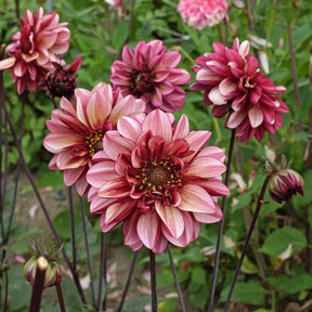 Dahlia Seniors Hope - Dahlias - Fluwel