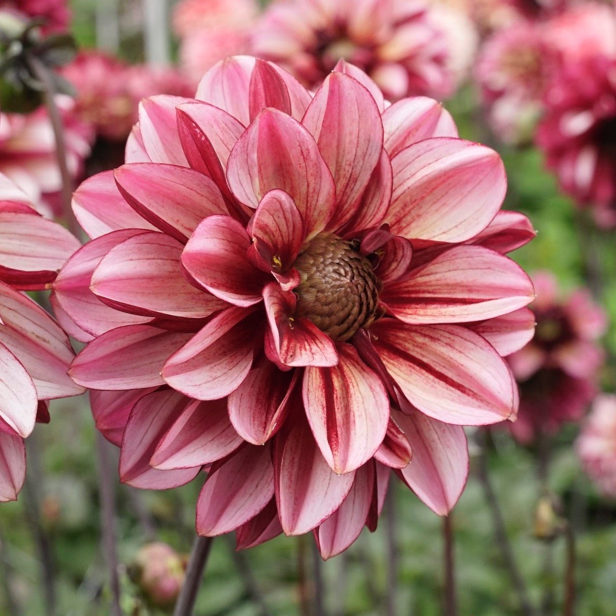 Dahlia Seniors Hope - meerkleurige dahlia - Fluwel