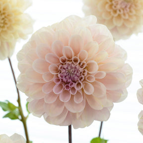 Dahlia Sweet Nathalie - Dahlias - Fluwel