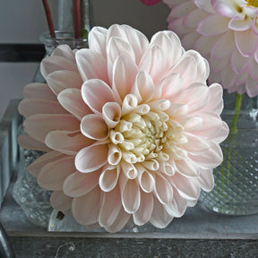 Dahlia Sweet Nathalie - Dahlias - Fluwel