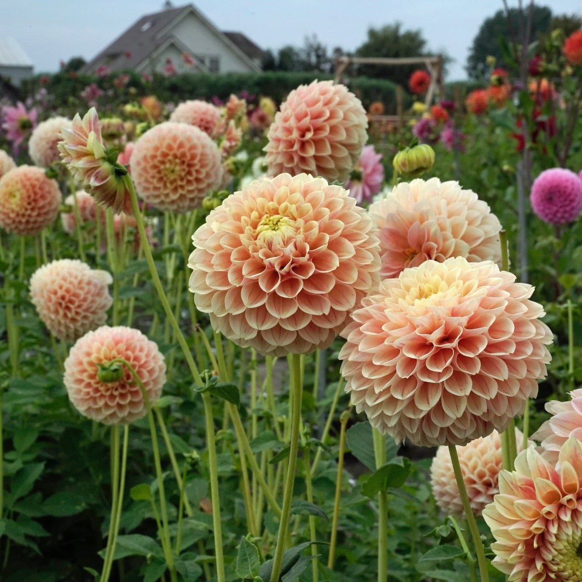 Dahlia Sweet Suzanne - meerkleurige dahlia - Fluwel