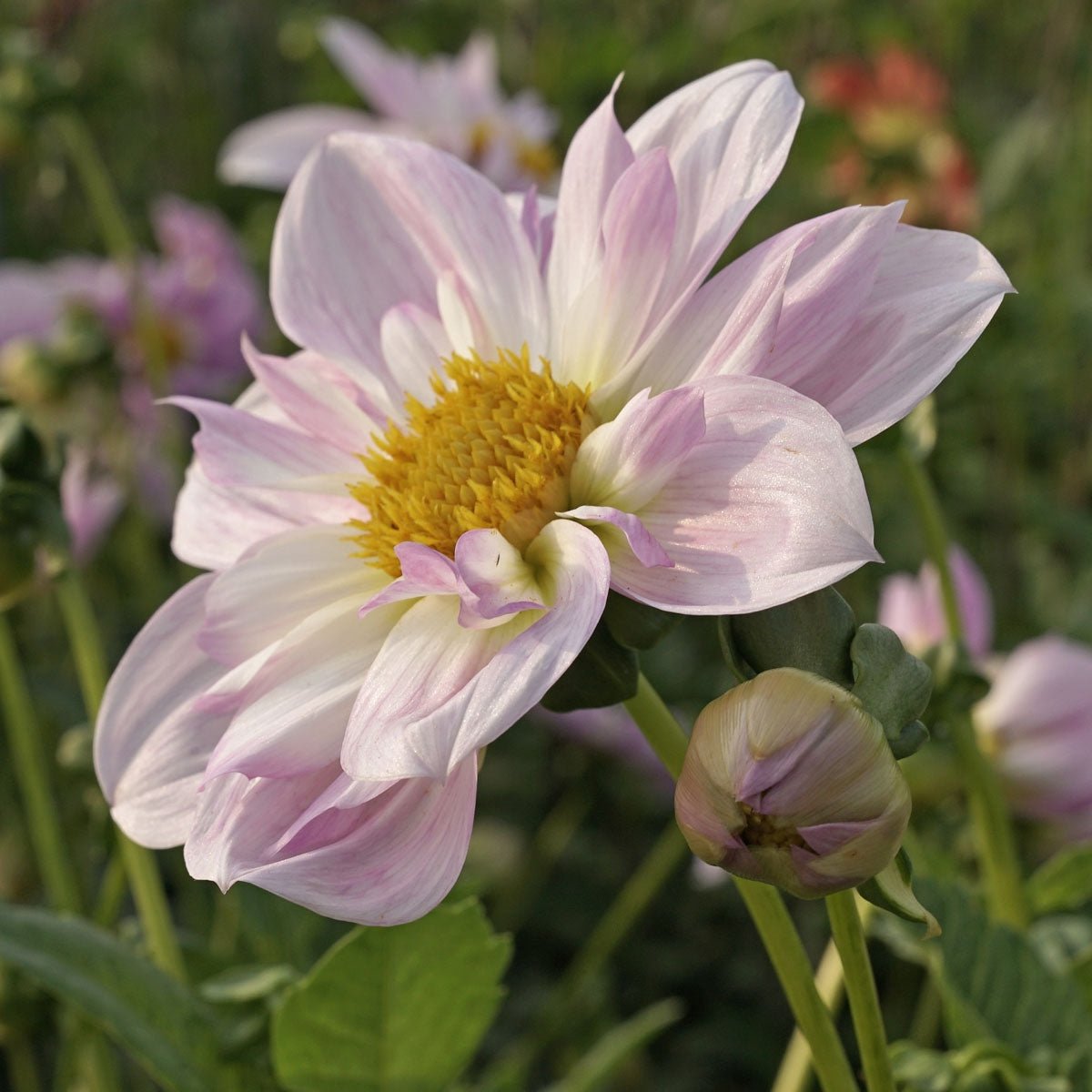 Dahlia Teesbrook Audrey - roze dahlia - Fluwel