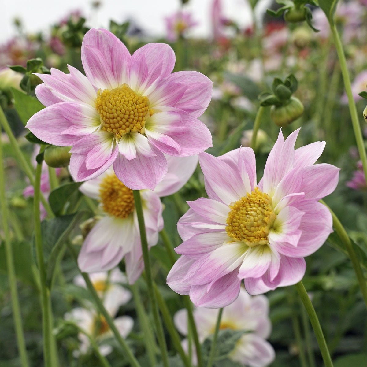 Dahlia Teesbrook Audrey - roze dahlia - Fluwel