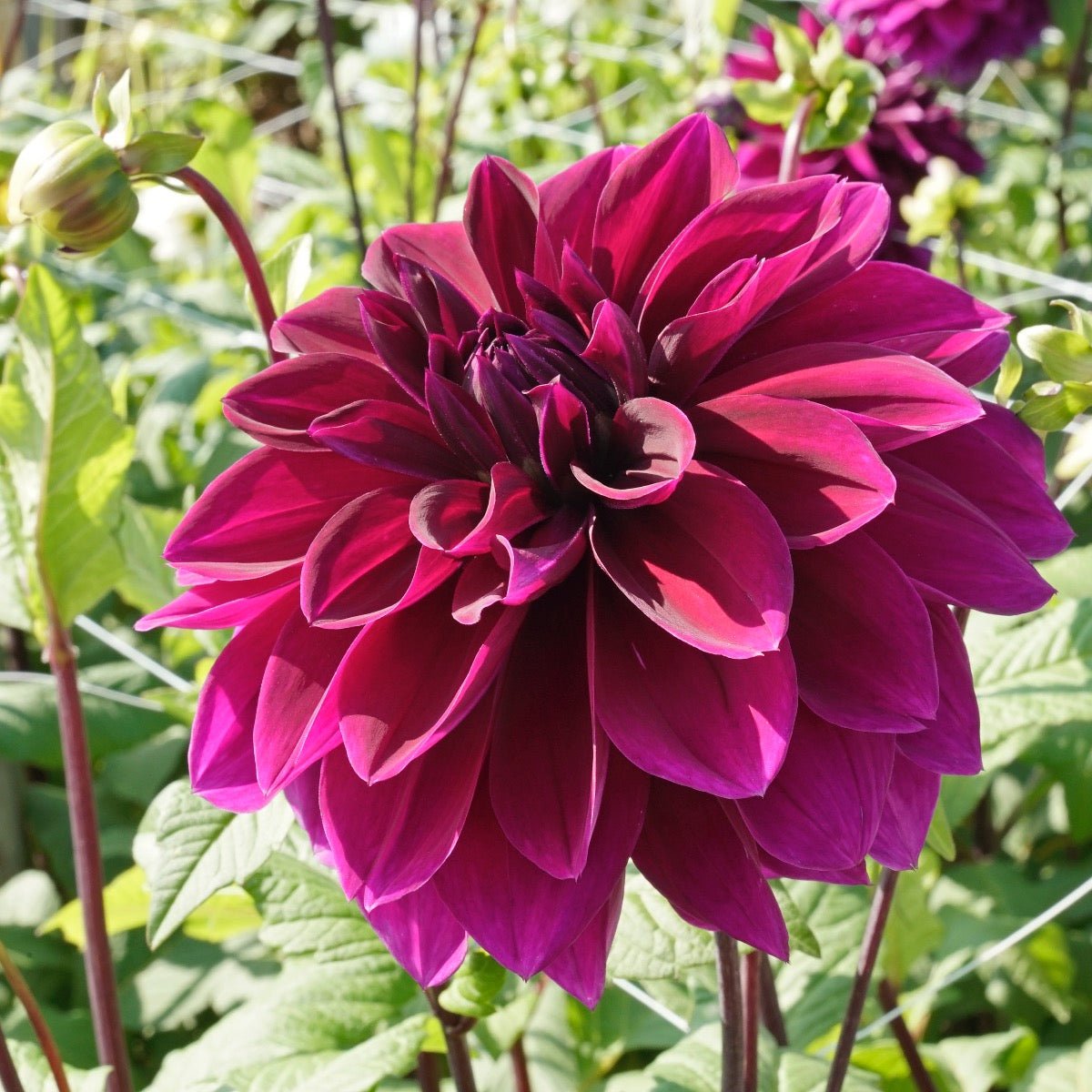 Dahlia Thomas A. Edison - paarse dahlia - Fluwel
