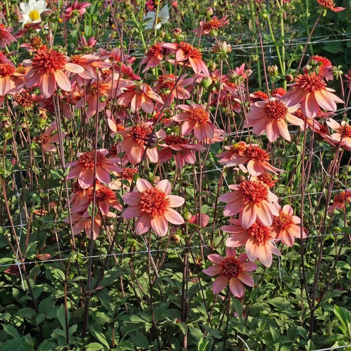 Dahlia Totally Tangerine - Dahlias - Fluwel