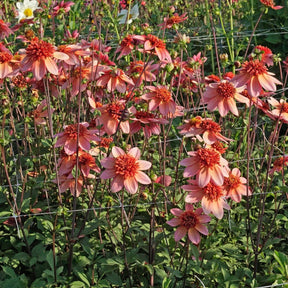 Dahlia Totally Tangerine - Dahlias - Fluwel