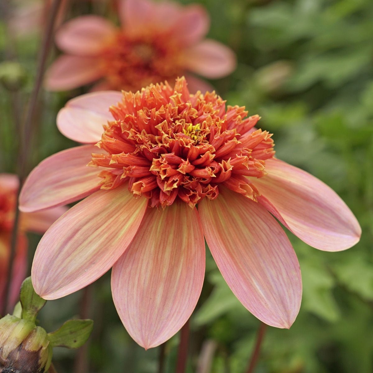 Dahlia Totally Tangerine - oranje dahlia - Fluwel