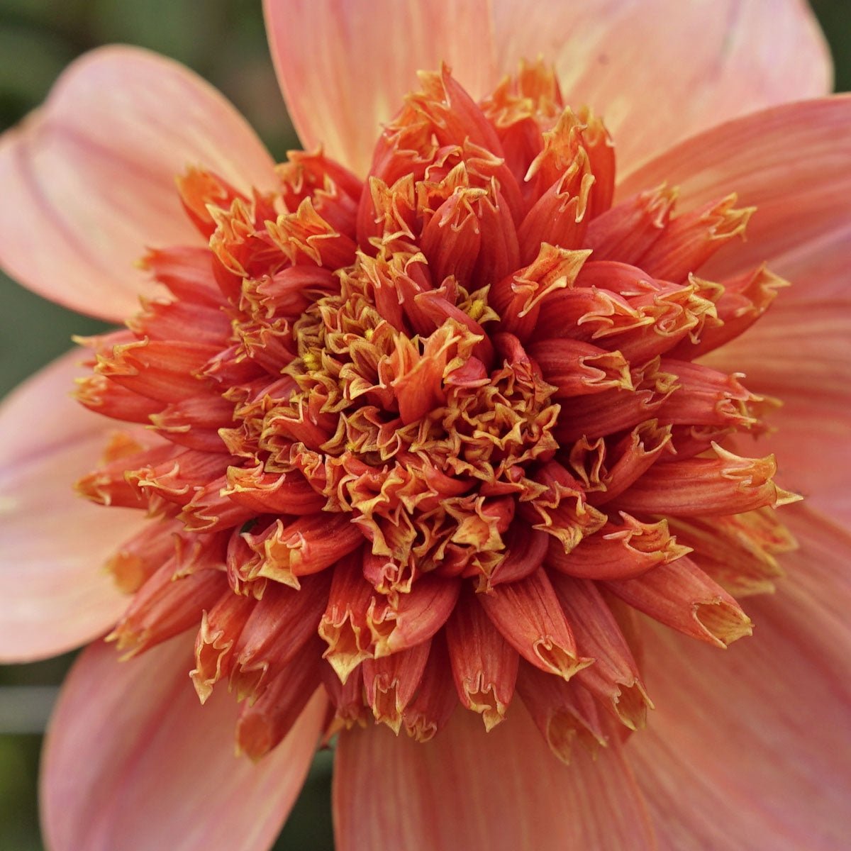 Dahlia Totally Tangerine - Dahlias - Fluwel