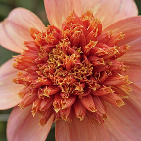 Dahlia Totally Tangerine - Dahlias - Fluwel