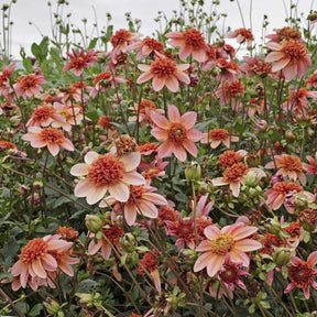 Dahlia Totally Tangerine - Dahlias - Fluwel