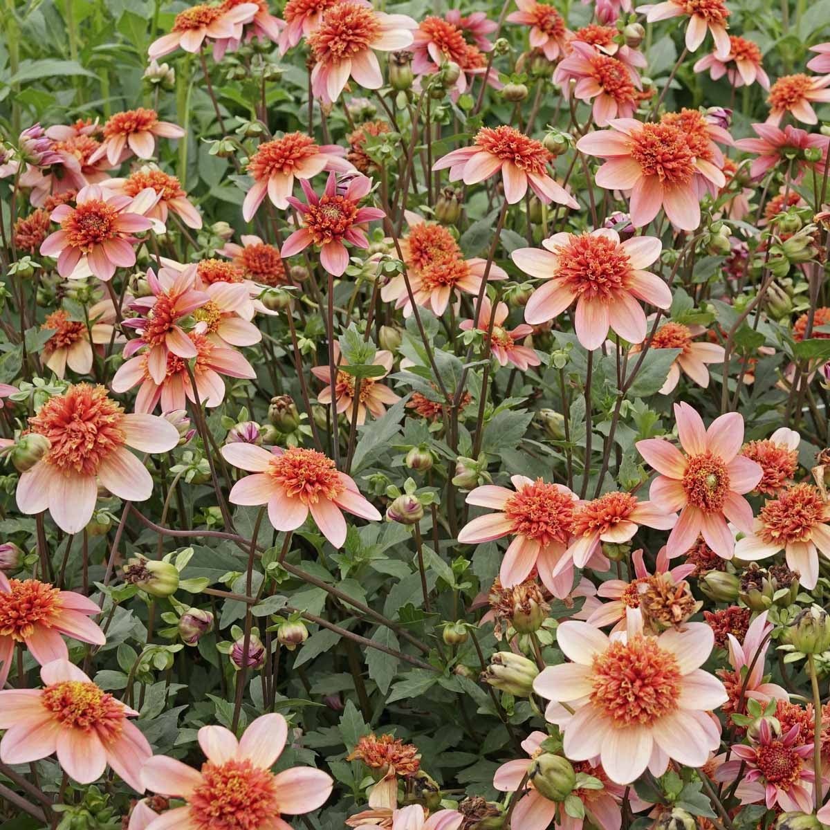 Dahlia Totally Tangerine - Dahlias - Fluwel