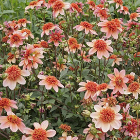 Dahlia Totally Tangerine - Dahlias - Fluwel