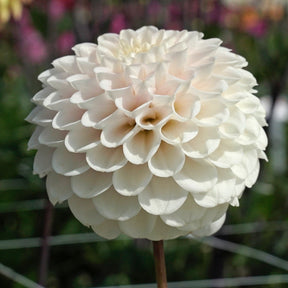 Dahlia Wizard Light - Dahlias - Fluwel
